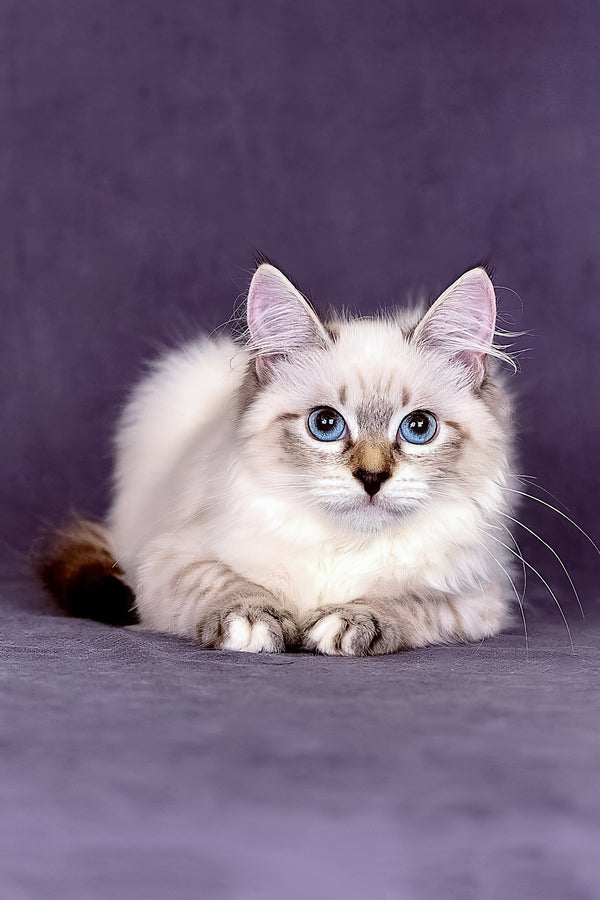 Jinnie | Siberian Kitten