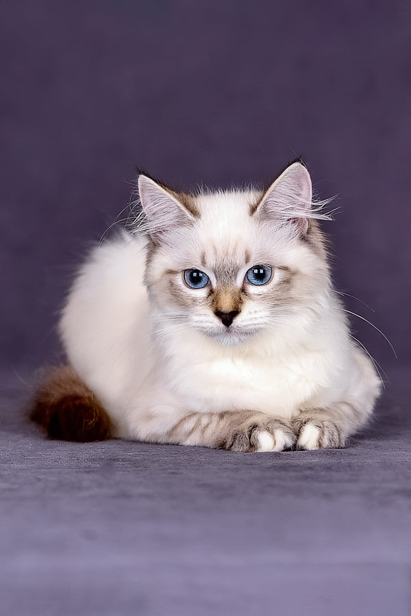 Jinnie | Siberian Kitten
