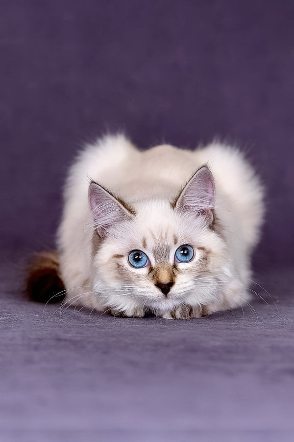 Jinnie | Siberian Kitten