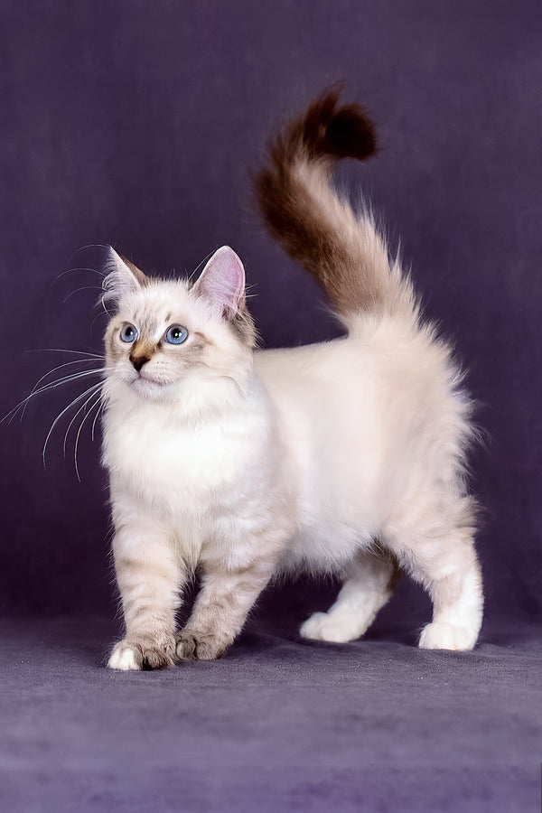 Jinnie | Siberian Kitten