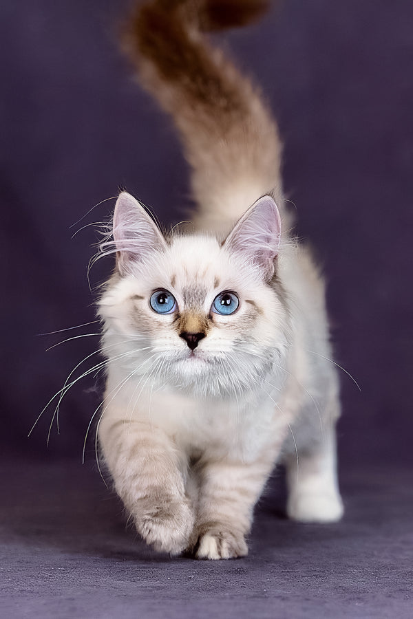 Jinnie | Siberian Kitten