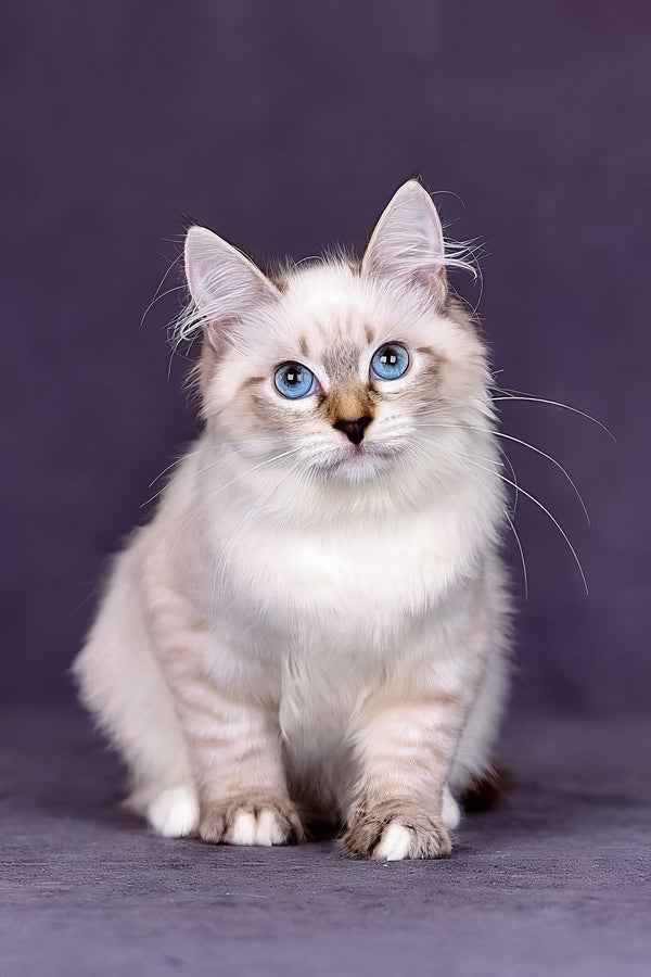 Jinnie | Siberian Kitten