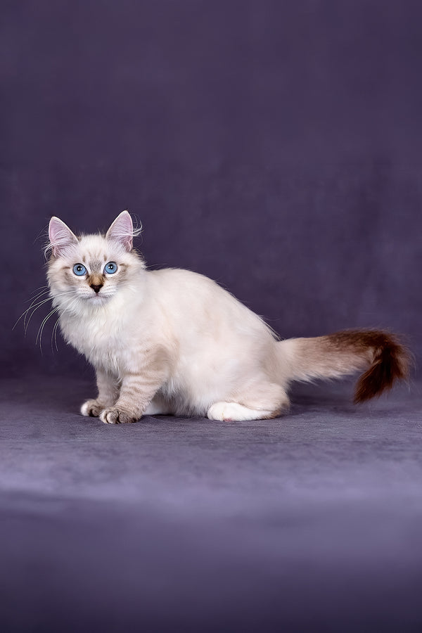 Jinnie | Siberian Kitten