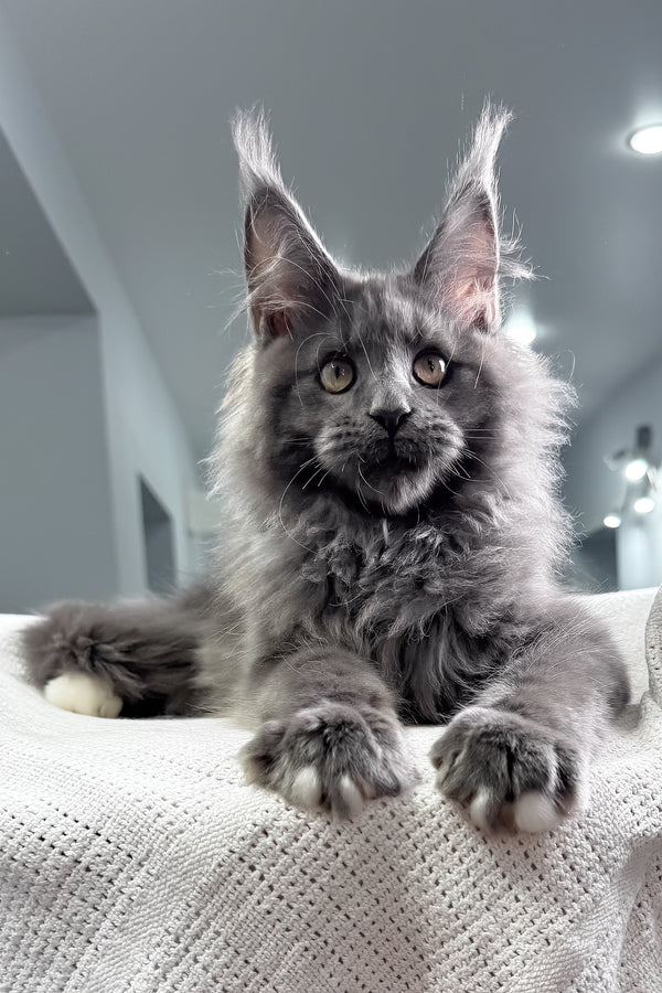 John | Maine Coon Kitten