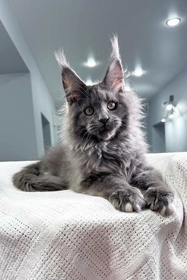 John | Maine Coon Kitten