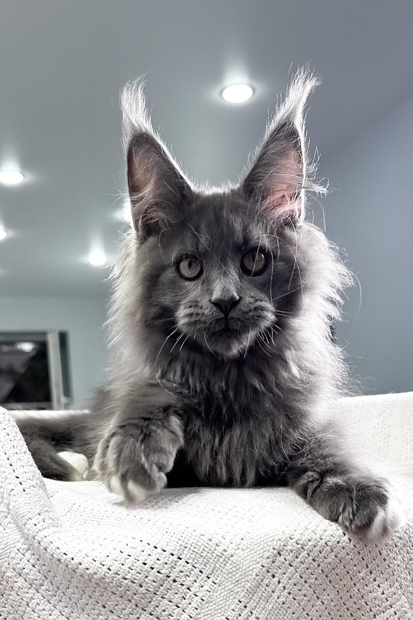 John | Maine Coon Kitten