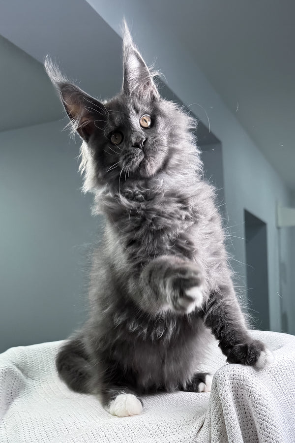 John | Maine Coon Kitten