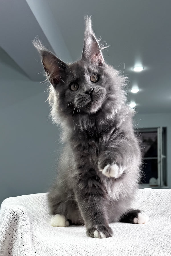 John | Maine Coon Kitten