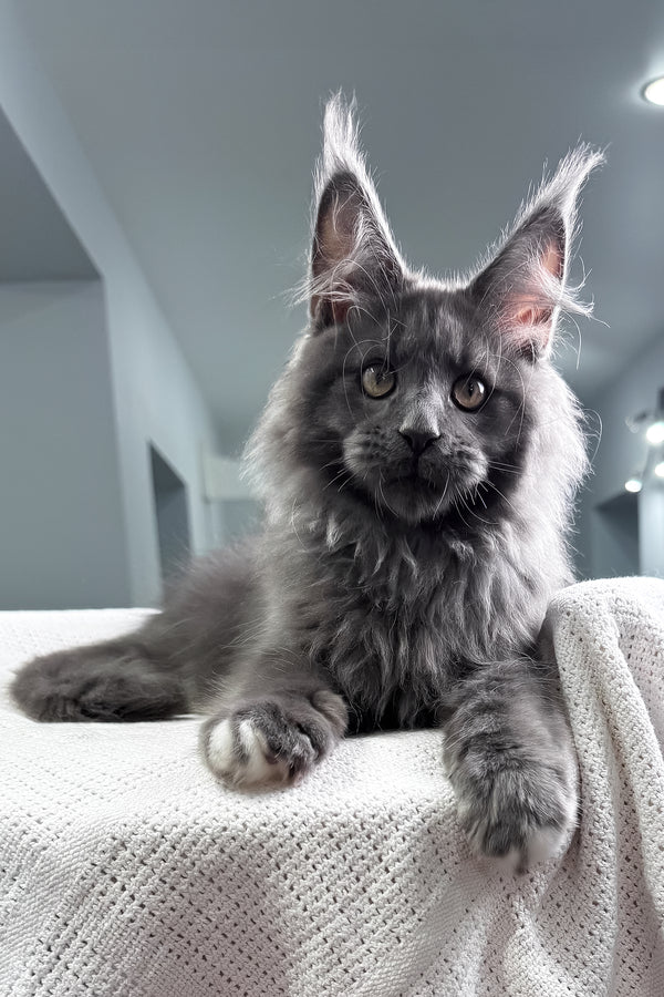 John | Maine Coon Kitten