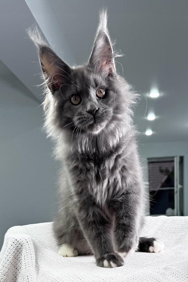 John | Maine Coon Kitten