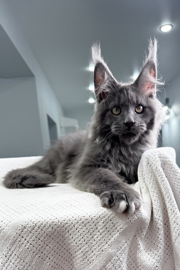 John | Maine Coon Kitten