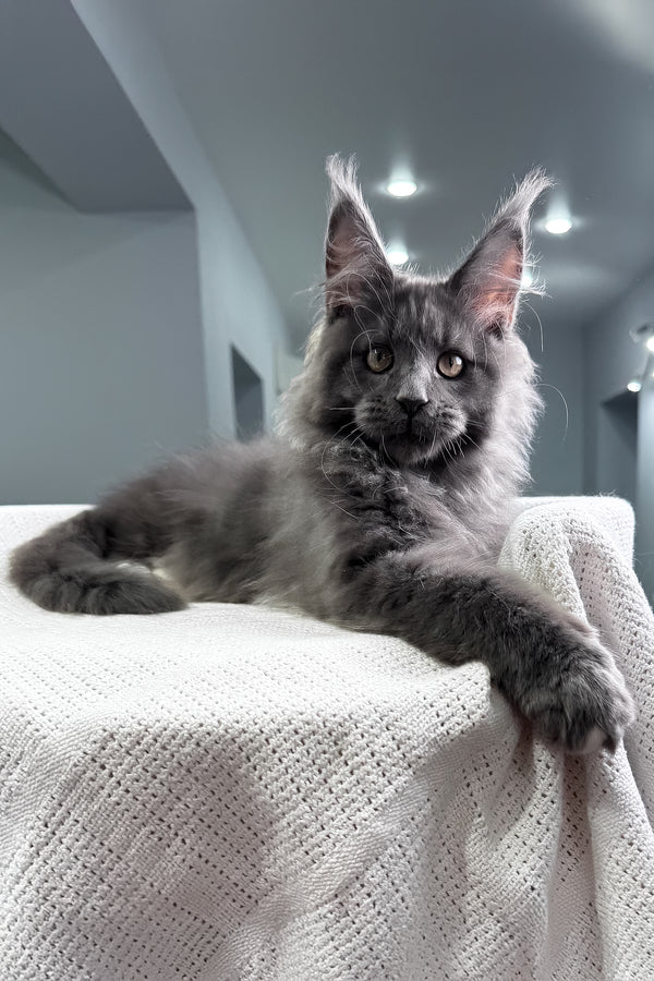 John | Maine Coon Kitten