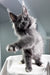 John | Maine Coon Kitten