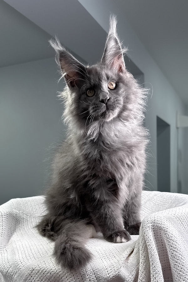 John | Maine Coon Kitten
