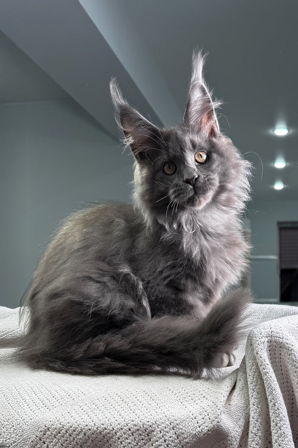 John | Maine Coon Kitten