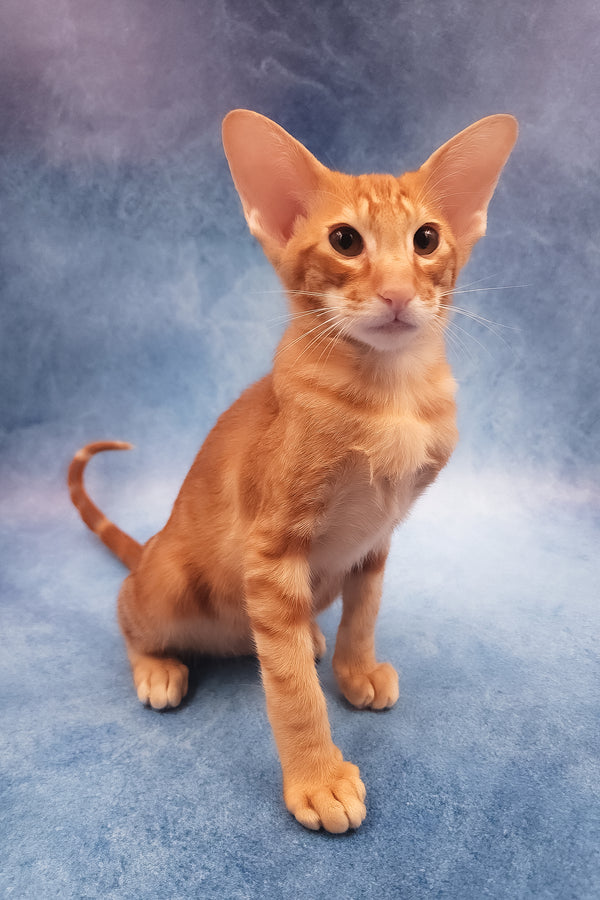 Joker | Oriental Shorthair Kitten