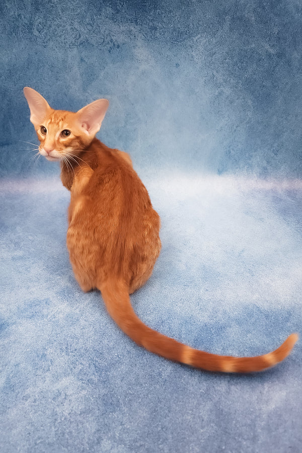 Joker | Oriental Shorthair Kitten