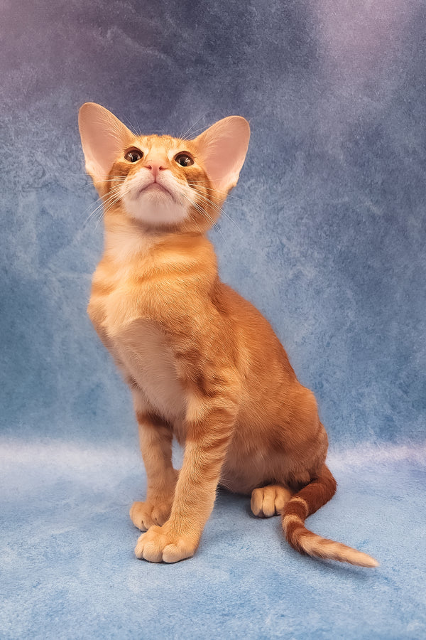 Joker | Oriental Shorthair Kitten