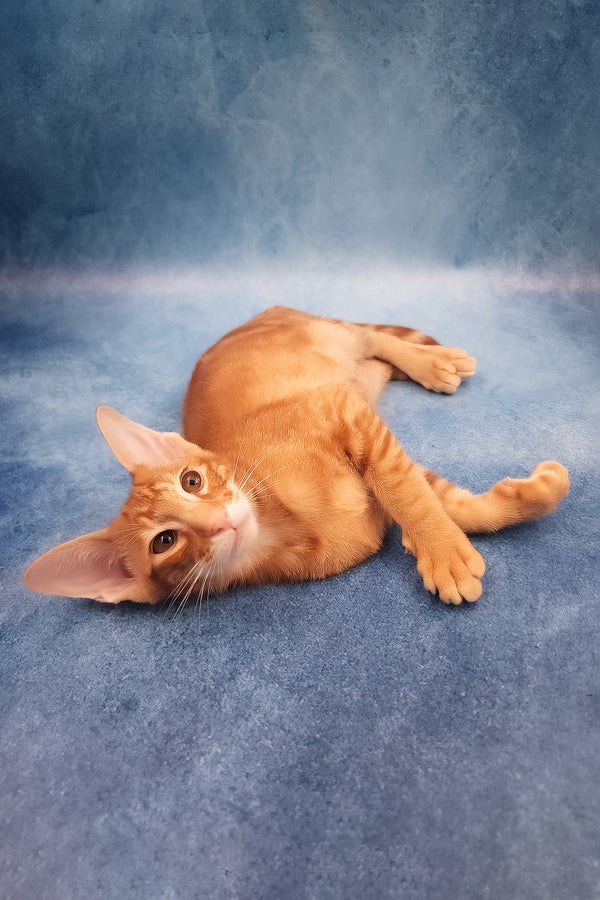 Joker | Oriental Shorthair Kitten