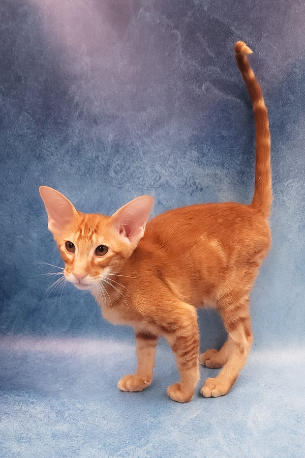 Joker | Oriental Shorthair Kitten