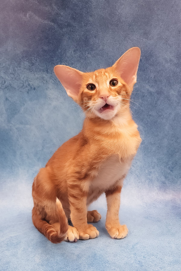 Joker | Oriental Shorthair Kitten