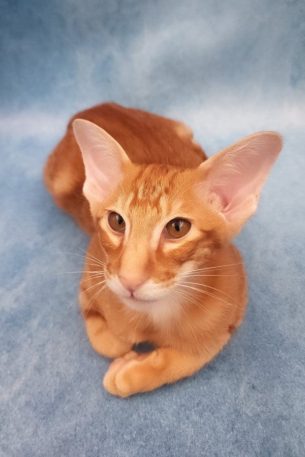 Joker | Oriental Shorthair Kitten