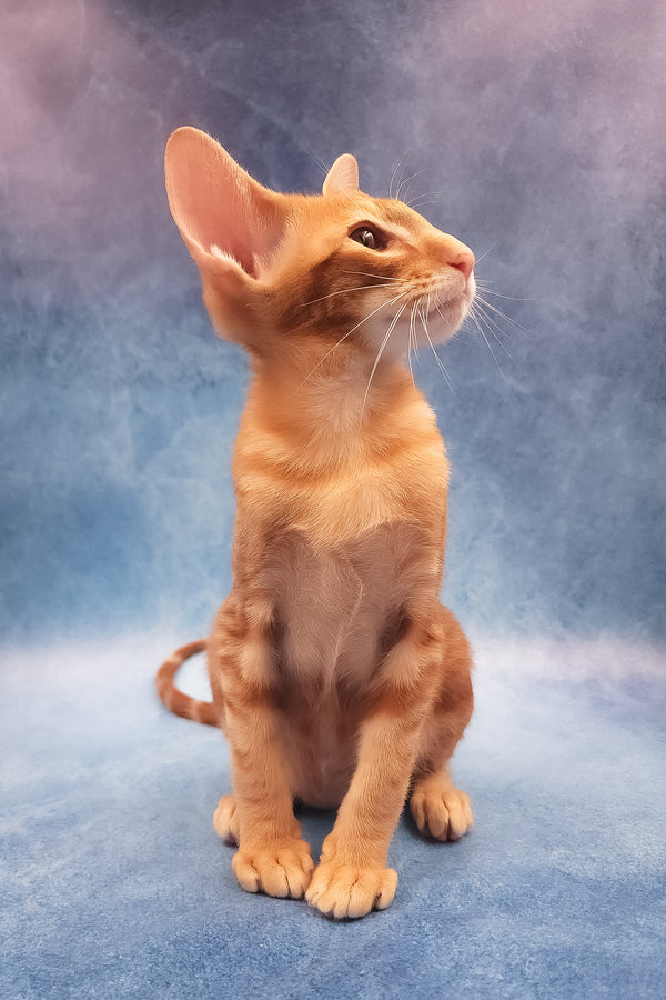 Joker | Oriental Shorthair Kitten