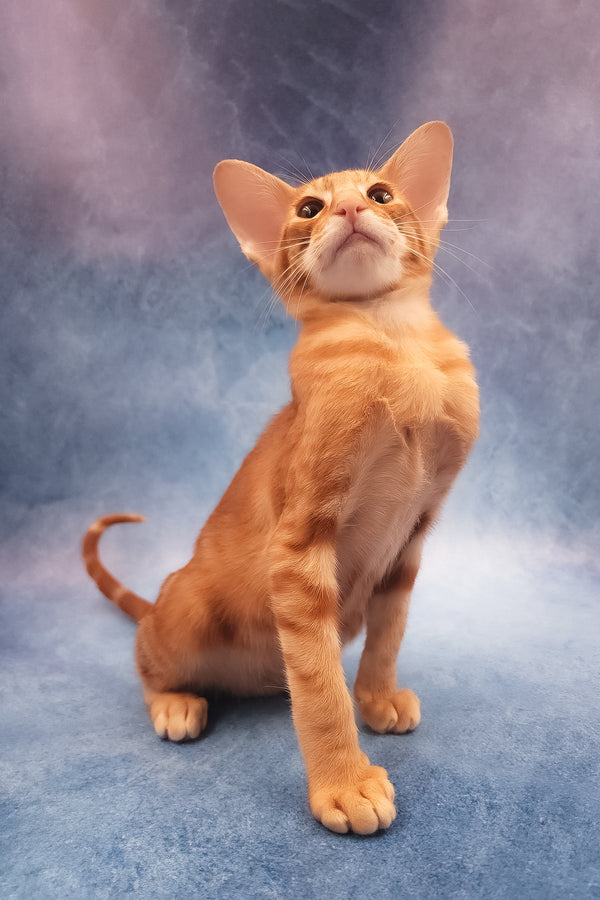 Joker | Oriental Shorthair Kitten