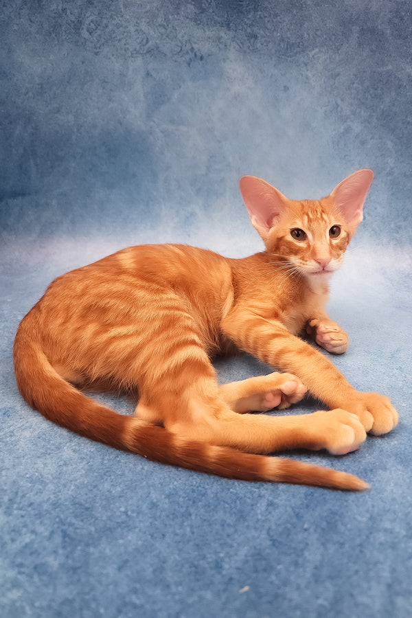 Joker | Oriental Shorthair Kitten