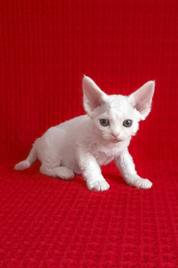 Josie | Devon Rex Kitten