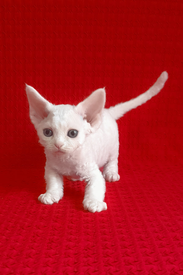 Josie | Devon Rex Kitten