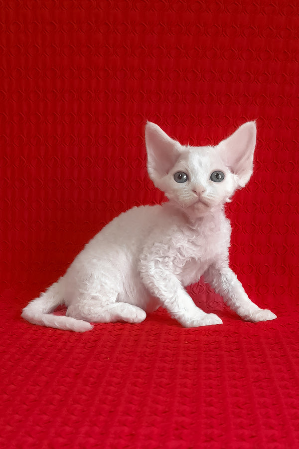 Josie | Devon Rex Kitten