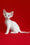 Josie | Devon Rex Kitten