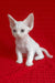 Josie | Devon Rex Kitten