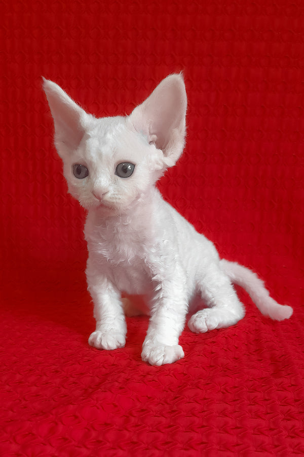 Josie | Devon Rex Kitten