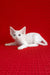 Josie | Devon Rex Kitten