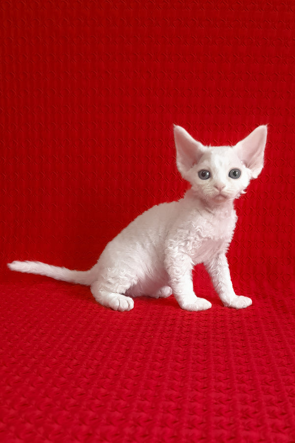 Josie | Devon Rex Kitten