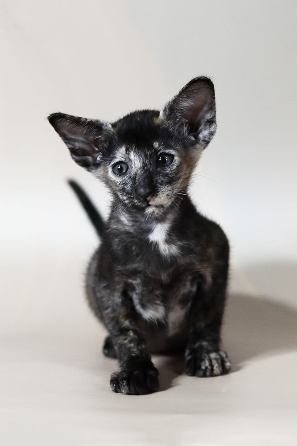 Josie | Oriental Shorthair Kitten