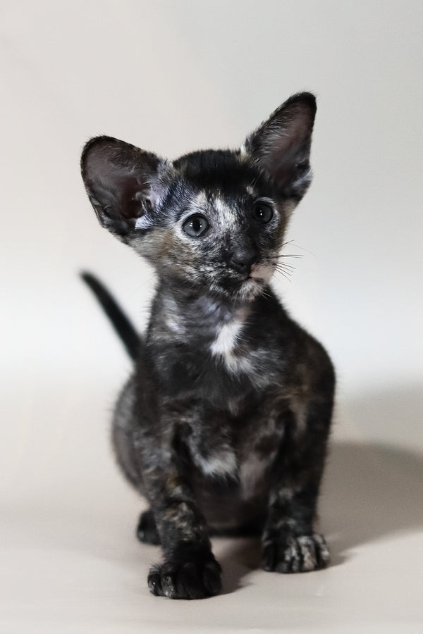 Josie | Oriental Shorthair Kitten