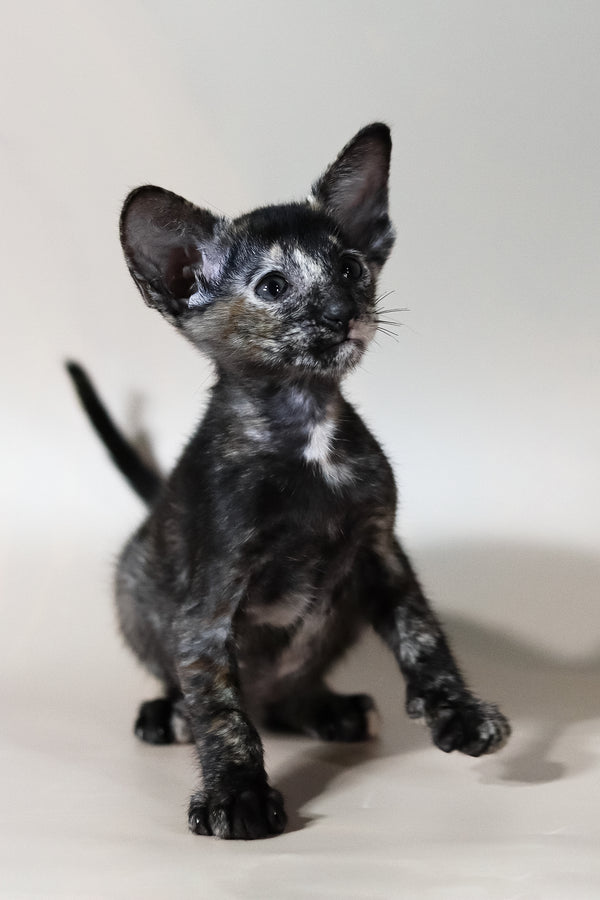 Josie | Oriental Shorthair Kitten