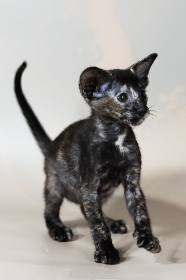 Josie | Oriental Shorthair Kitten
