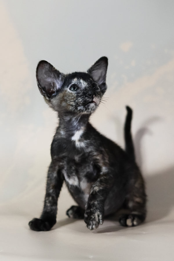 Josie | Oriental Shorthair Kitten