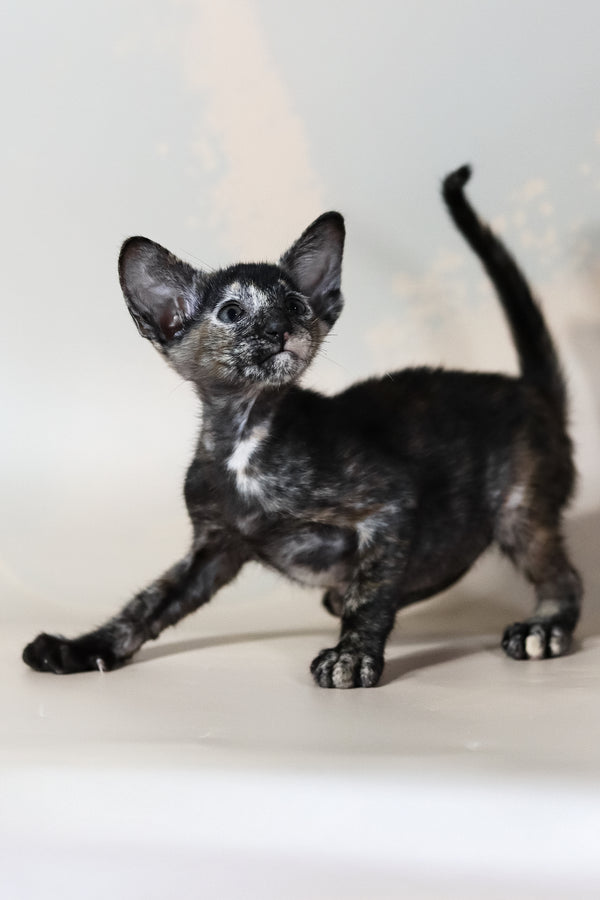 Josie | Oriental Shorthair Kitten