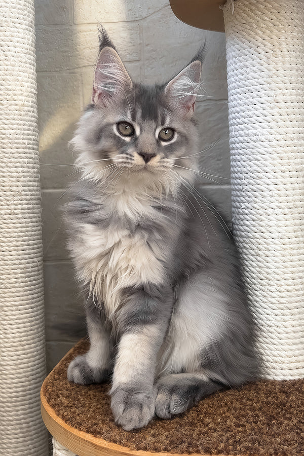 Joy | Maine Coon Kitten
