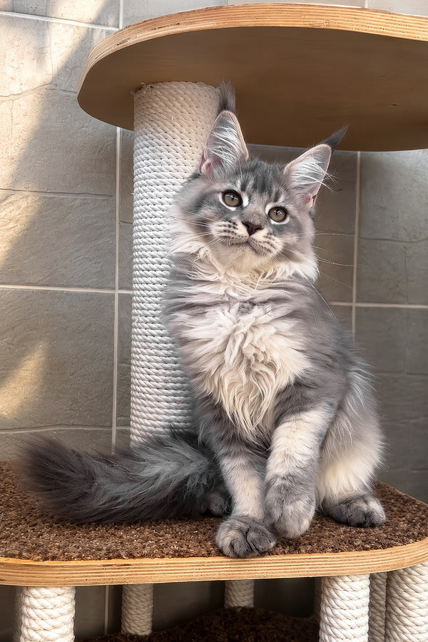 Joy | Maine Coon Kitten