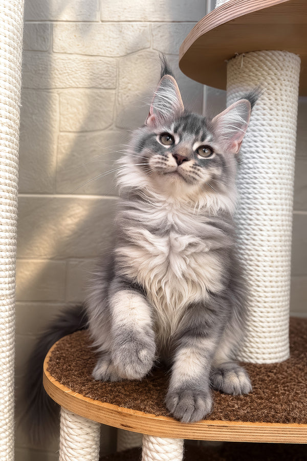 Joy | Maine Coon Kitten