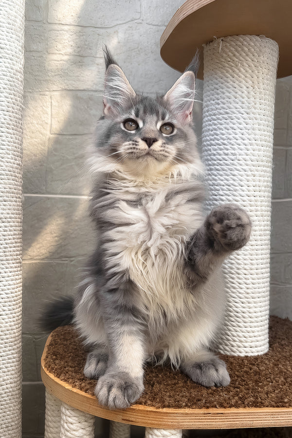 Joy | Maine Coon Kitten