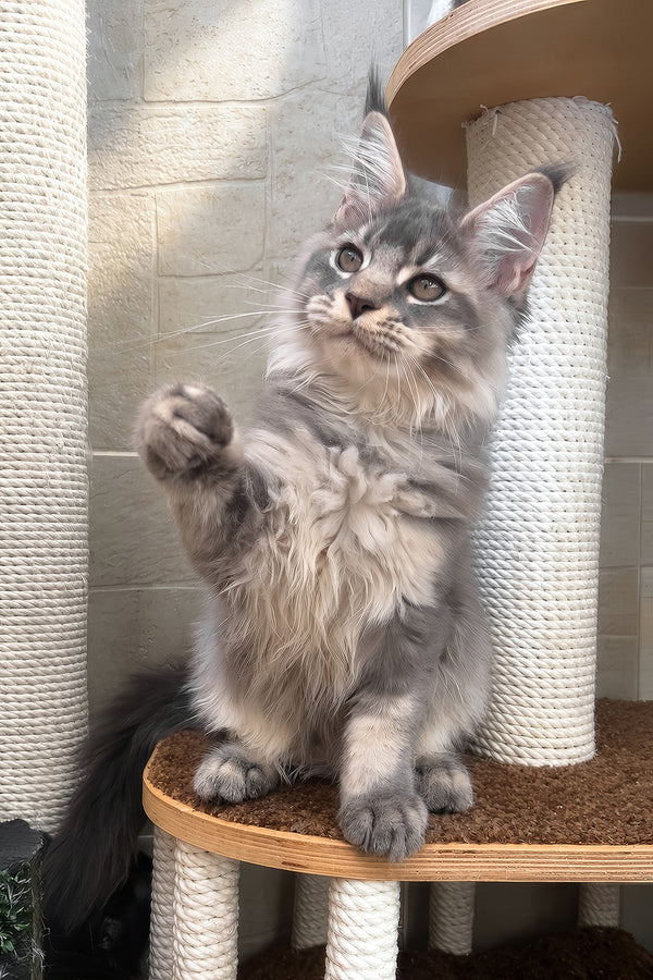 Joy | Maine Coon Kitten