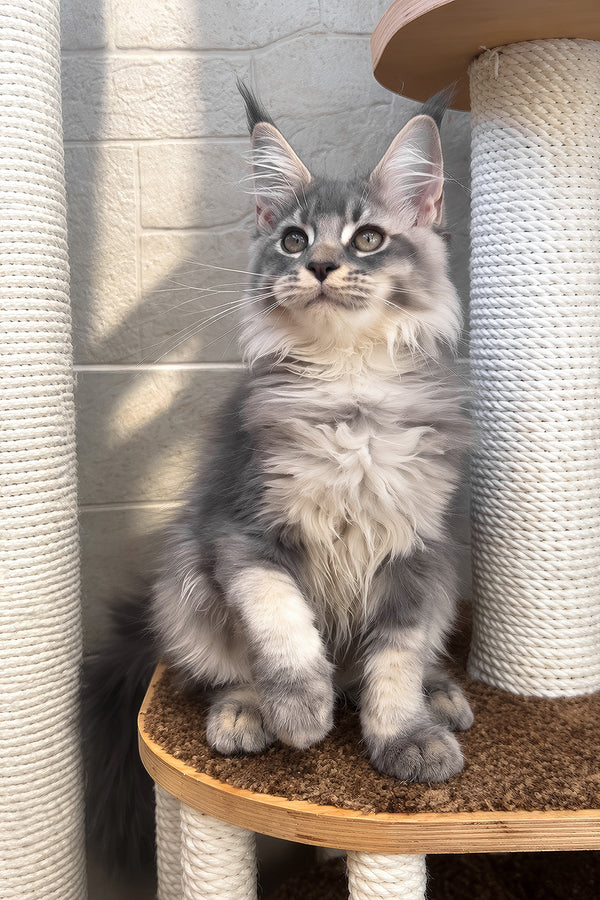 Joy | Maine Coon Kitten