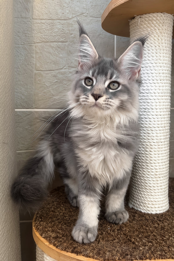 Joy | Maine Coon Kitten